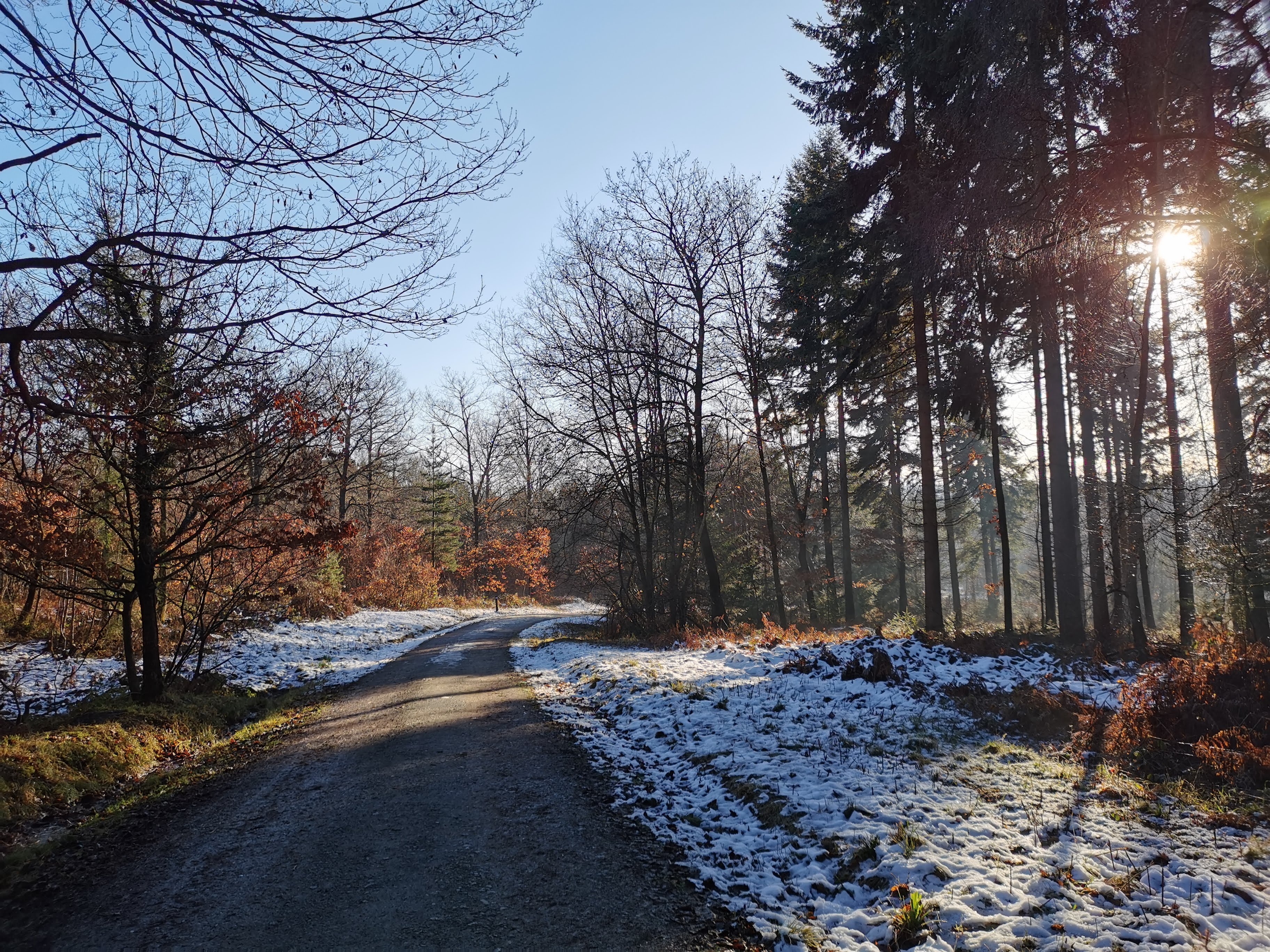 SO7477: Longdon Orchard, Wyre Forest