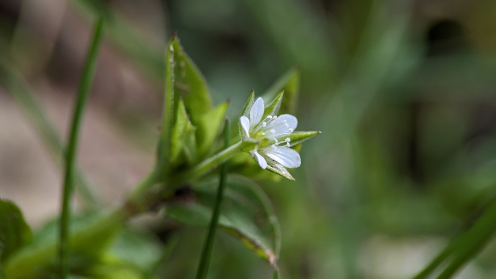 ID Tip: Three-nerved Sandwort Vs. Common&nbsp;Chickweed