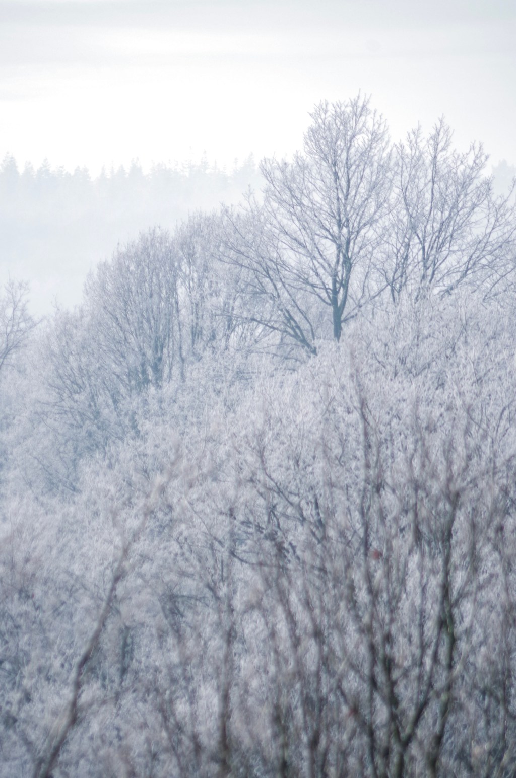 Photos: Withybed, Wyre Forest. Janurary&nbsp;2023.