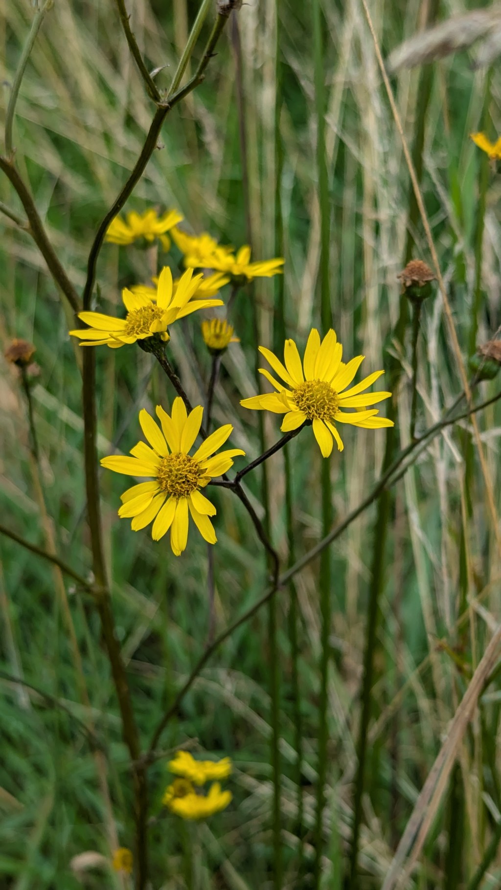 Botanical Notes: August & September&nbsp;2024