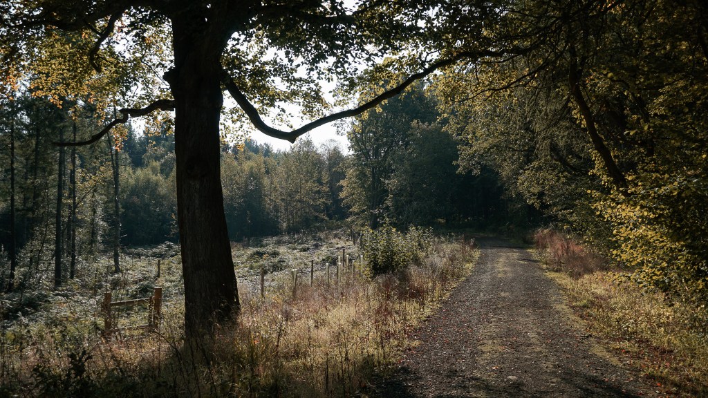 Photos: Wyre Forest & Ribbesford Woods. Sept-Oct&nbsp;2024