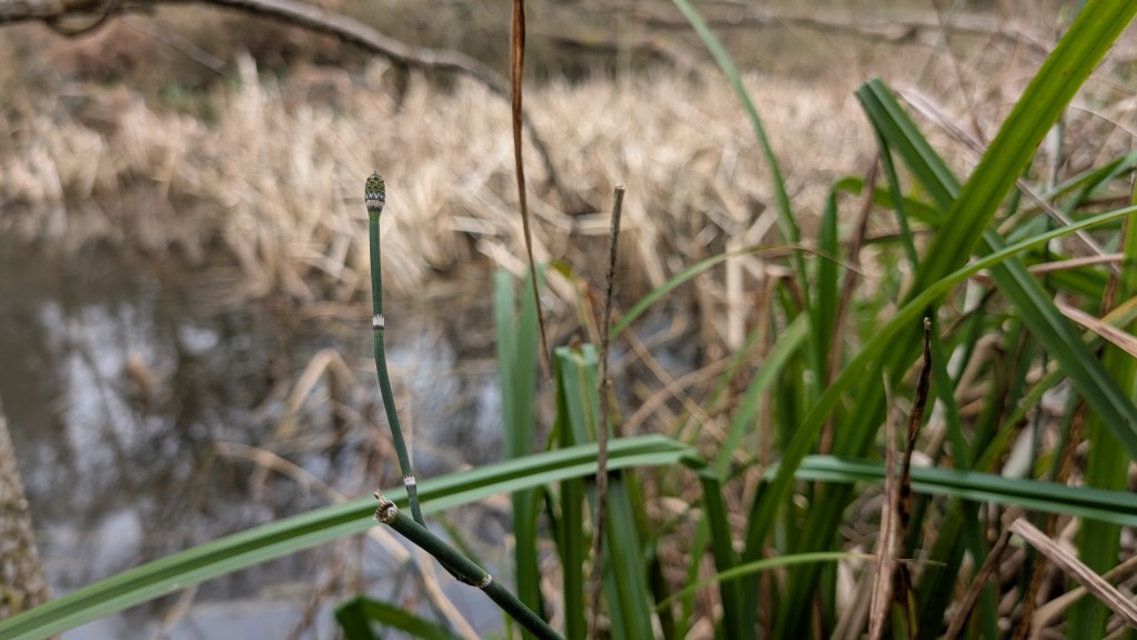 Rough Horsetail (Equisetum hyemale) at Chaddesley&nbsp;Woods
