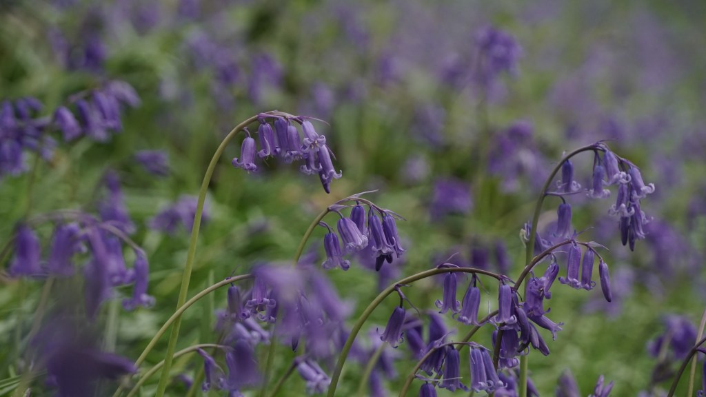 What’s Flowering? 7th-13th April 2025&nbsp;(15)