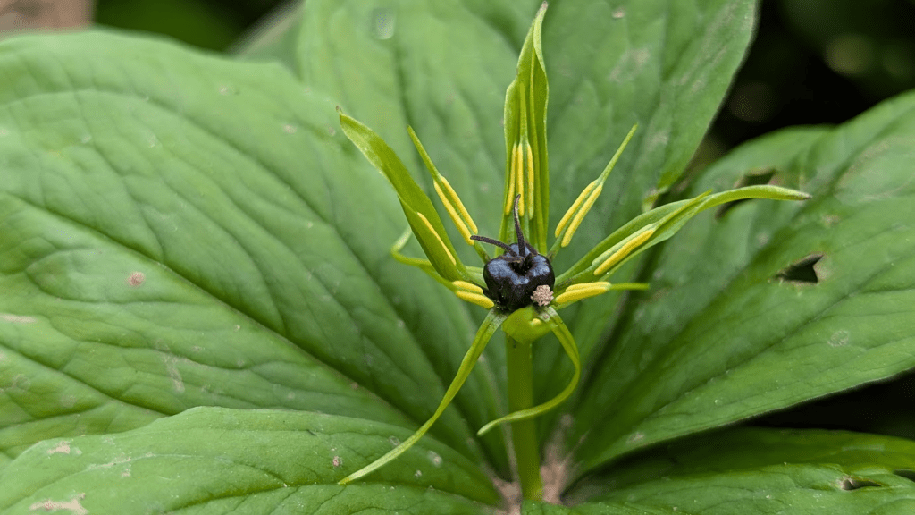 What’s Flowering? 21st-27th April 2025&nbsp;(17)