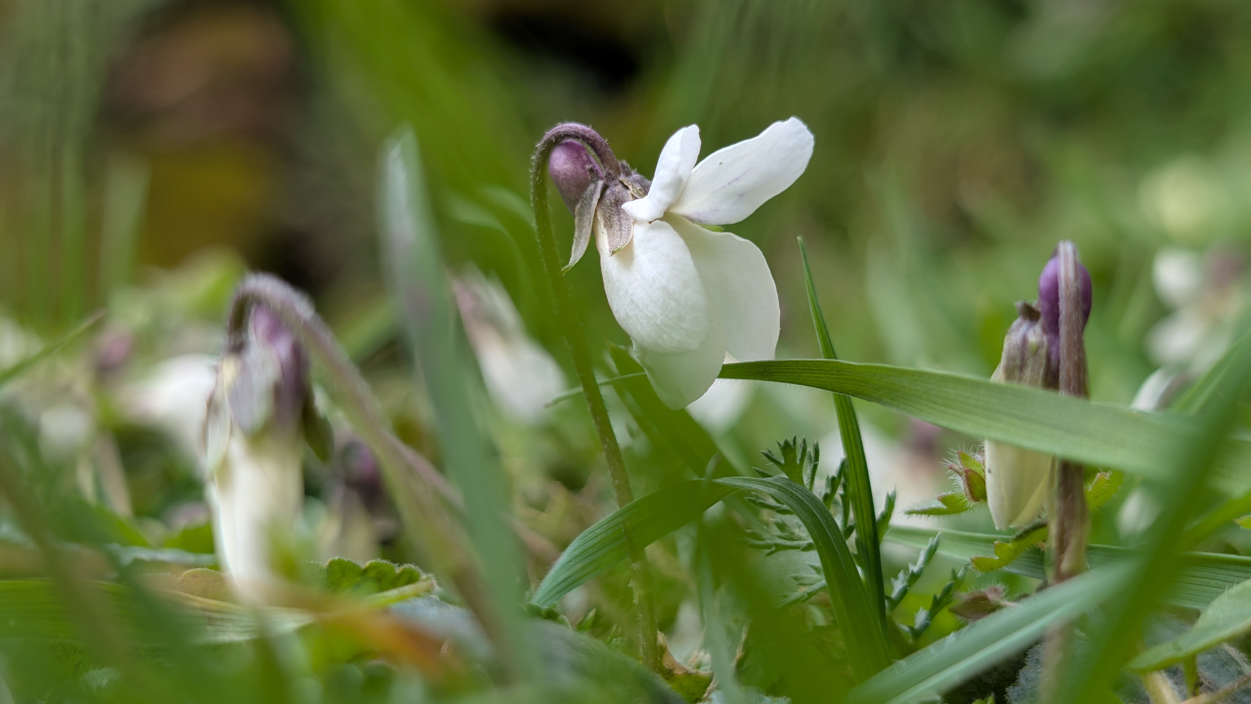 Botanical Notes: March 2025