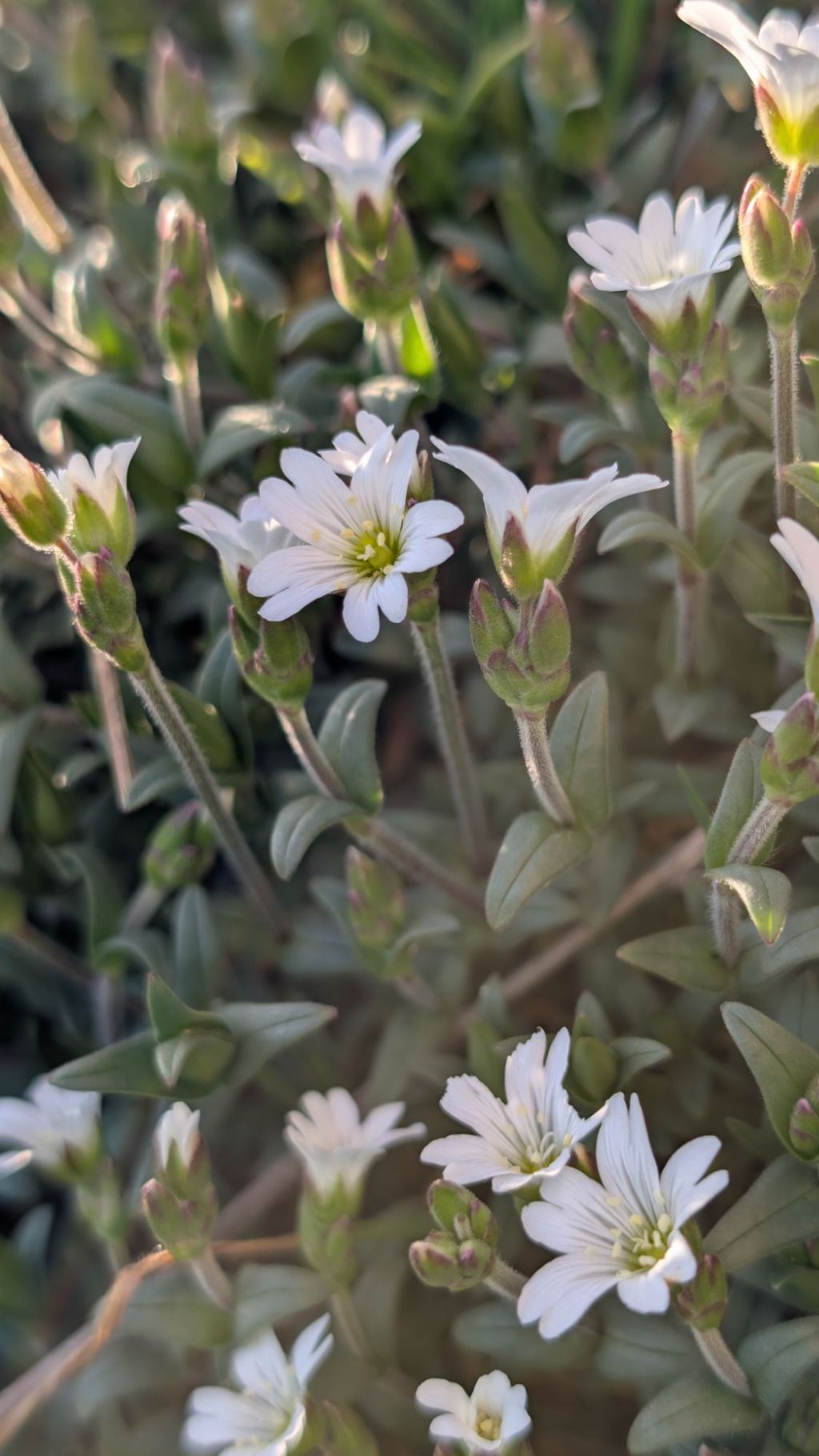 Field Mouse-ear (Cerastium arvense) at Wilden Top&nbsp;Meadow