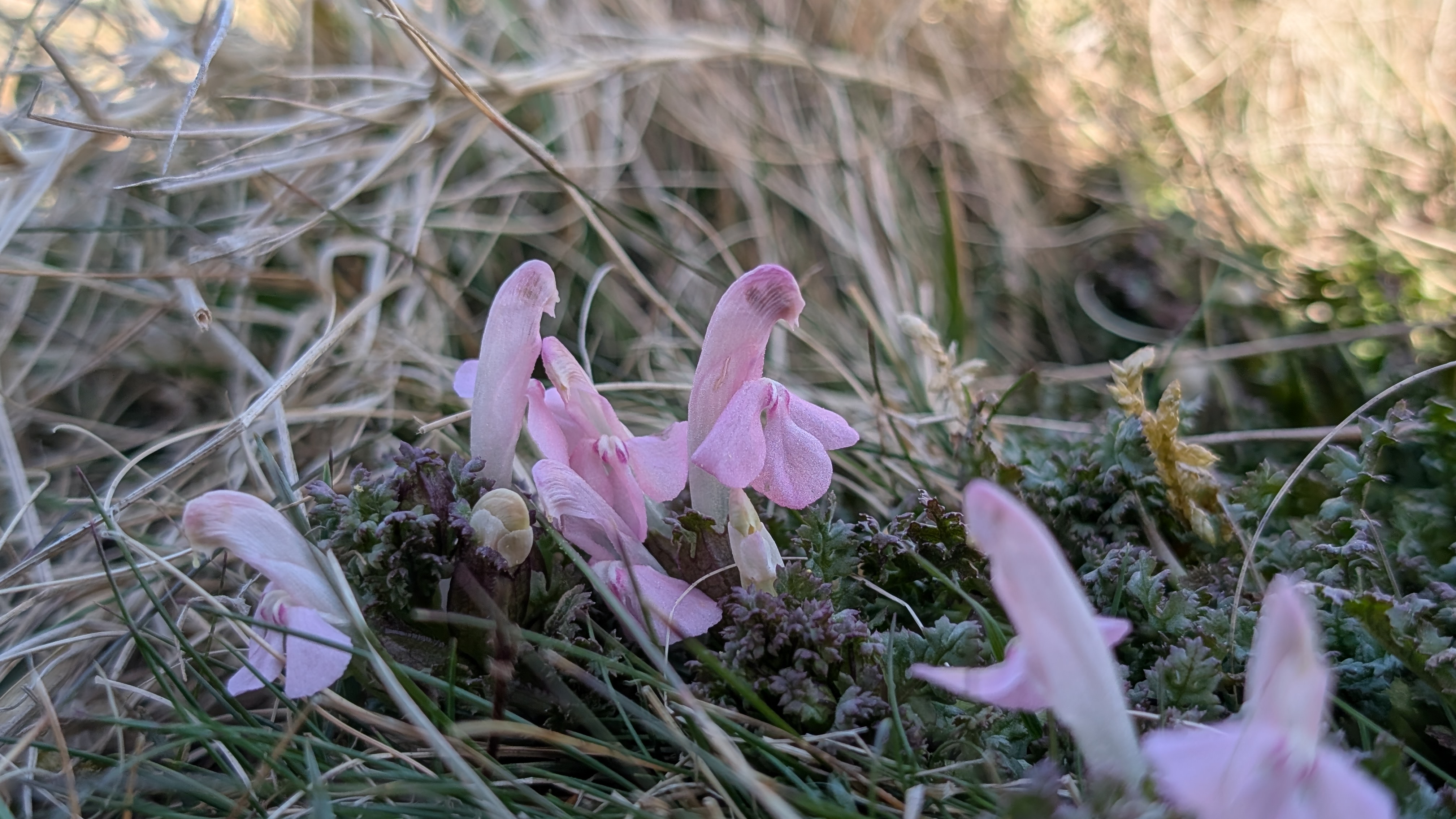 What’s Flowering? 31st March to 6th April
