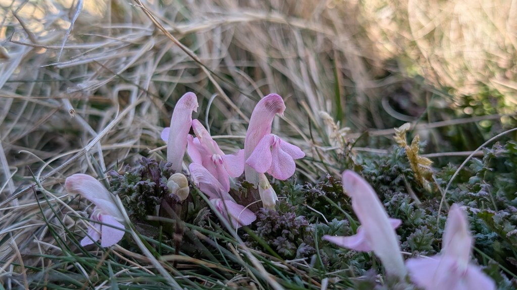 What’s Flowering? 31st March to 6th&nbsp;April