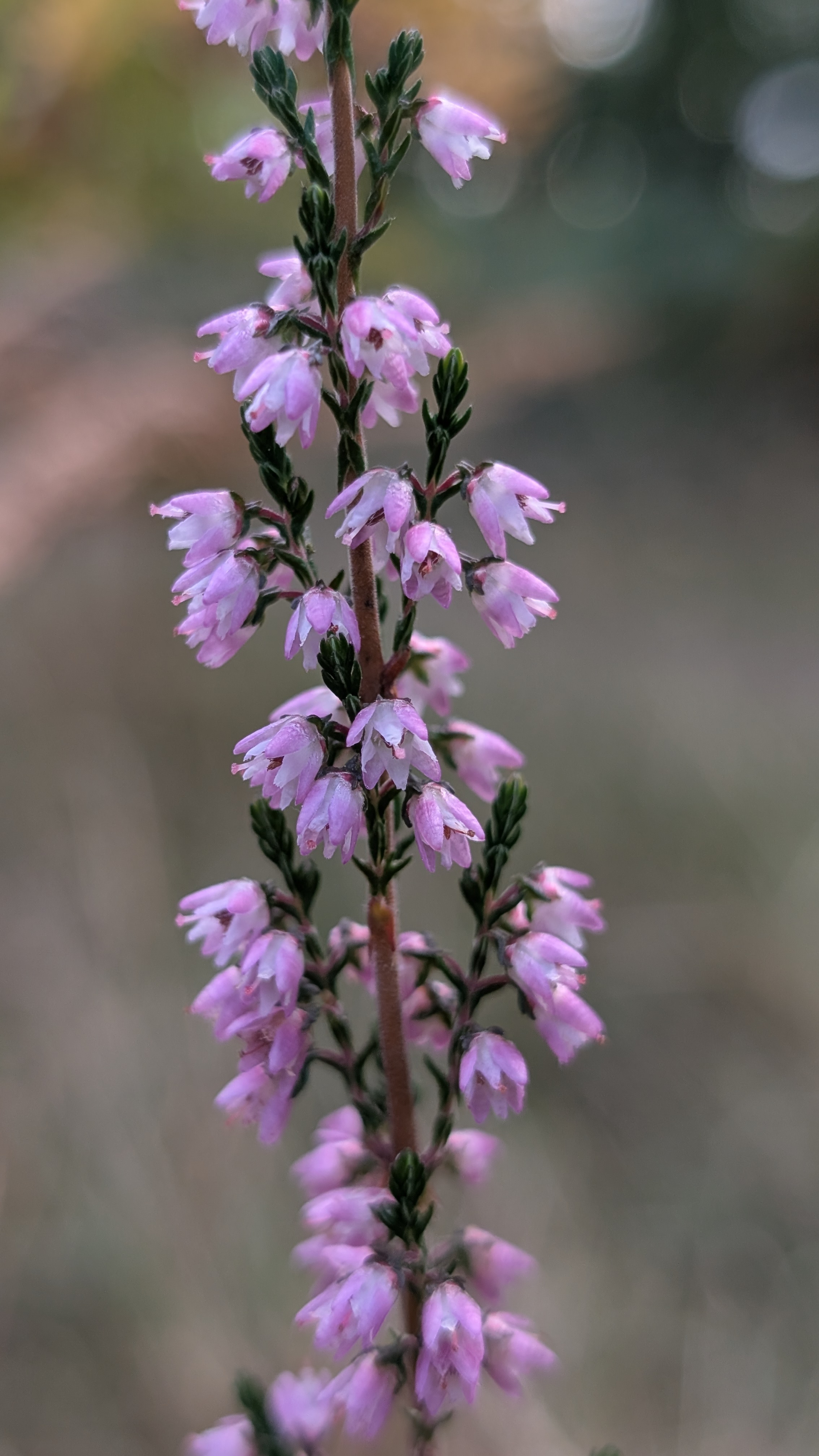 What’s Flowering? September 2025: Late summer plants of the Wyre Forest
