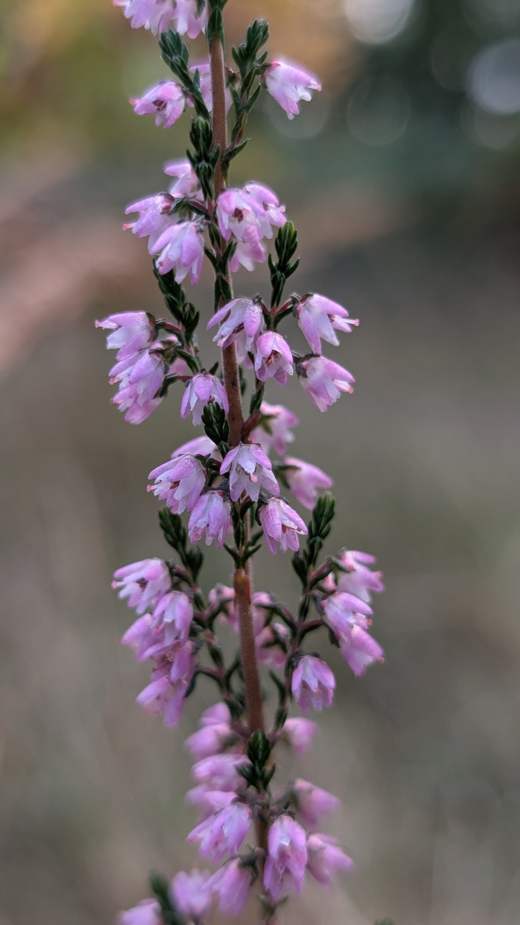 What’s Flowering? September 2025: Late summer plants of the Wyre&nbsp;Forest
