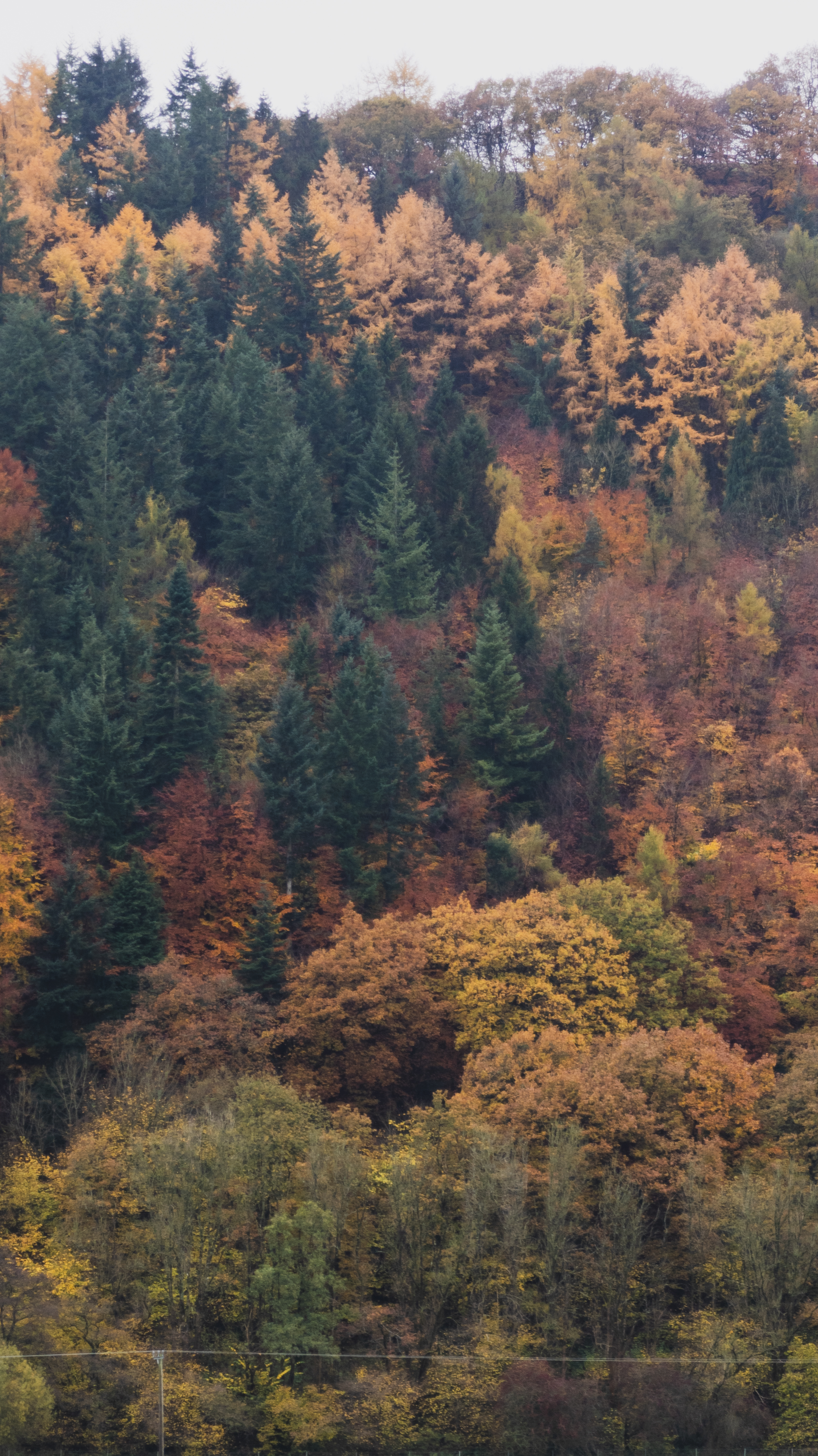 Autumn colours in Skyborry Green