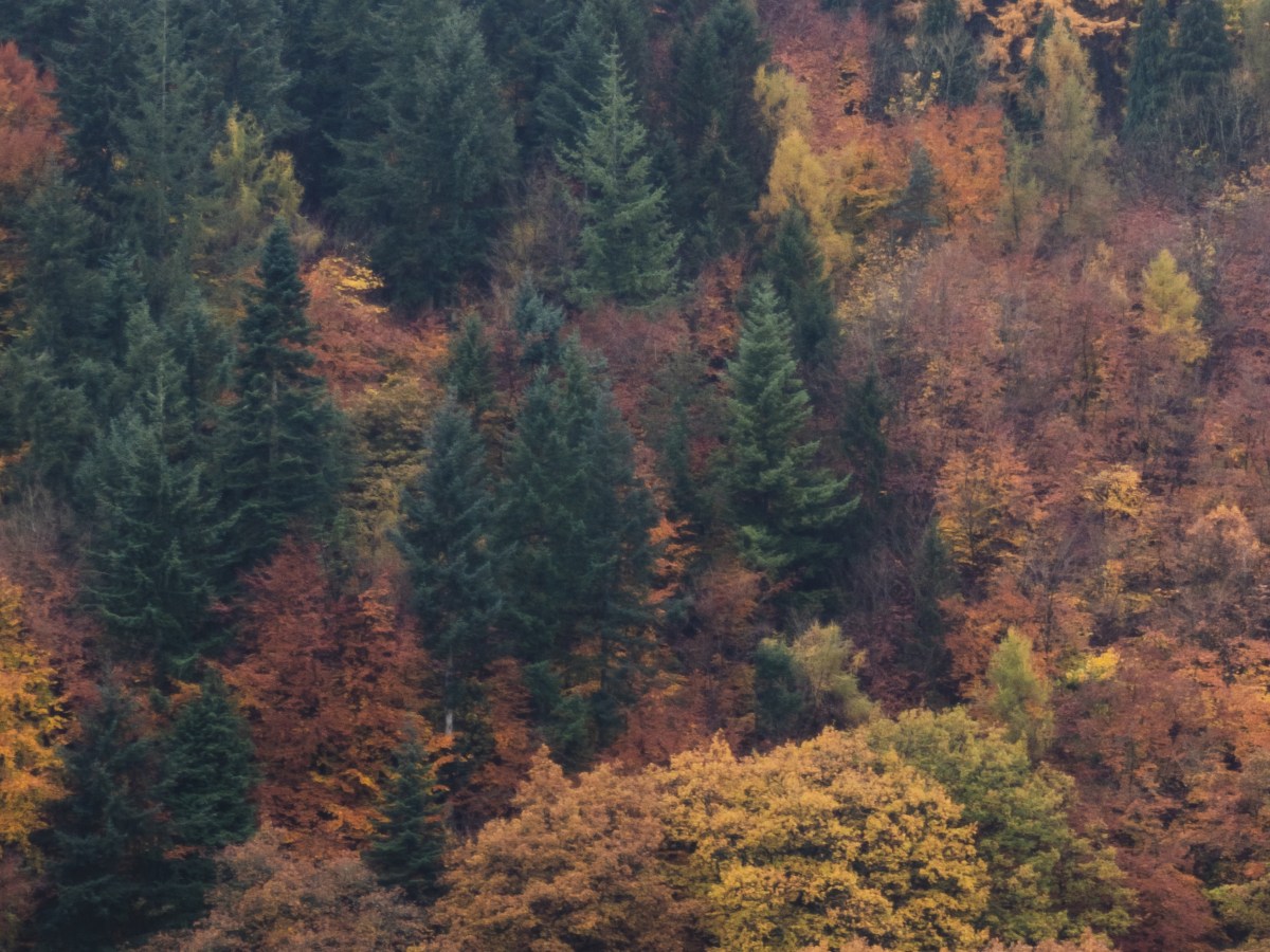 Autumn colours in Skyborry&nbsp;Green