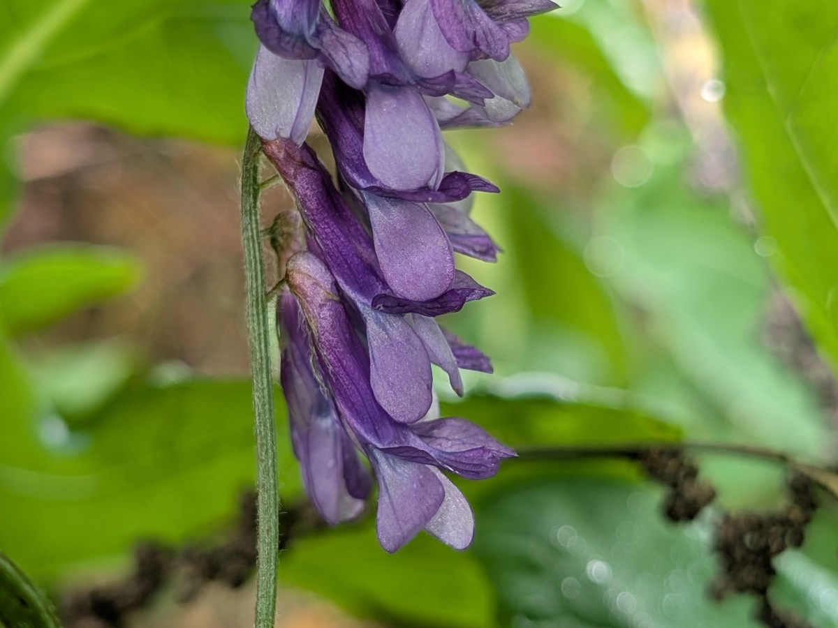 Arable Finds in&nbsp;Leigh