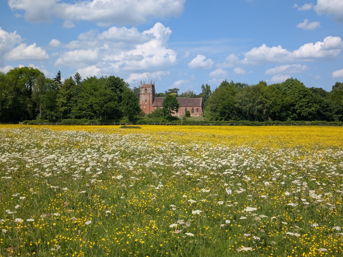 79 Lane-side Plants to Look for this Spring (Hopehouse Lane,&nbsp;2025)