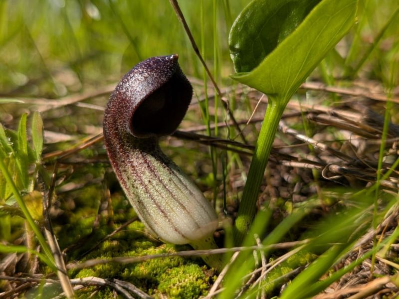 What’s Flowering? 9th – 15th February (7) – Bonus Spanish&nbsp;Edition