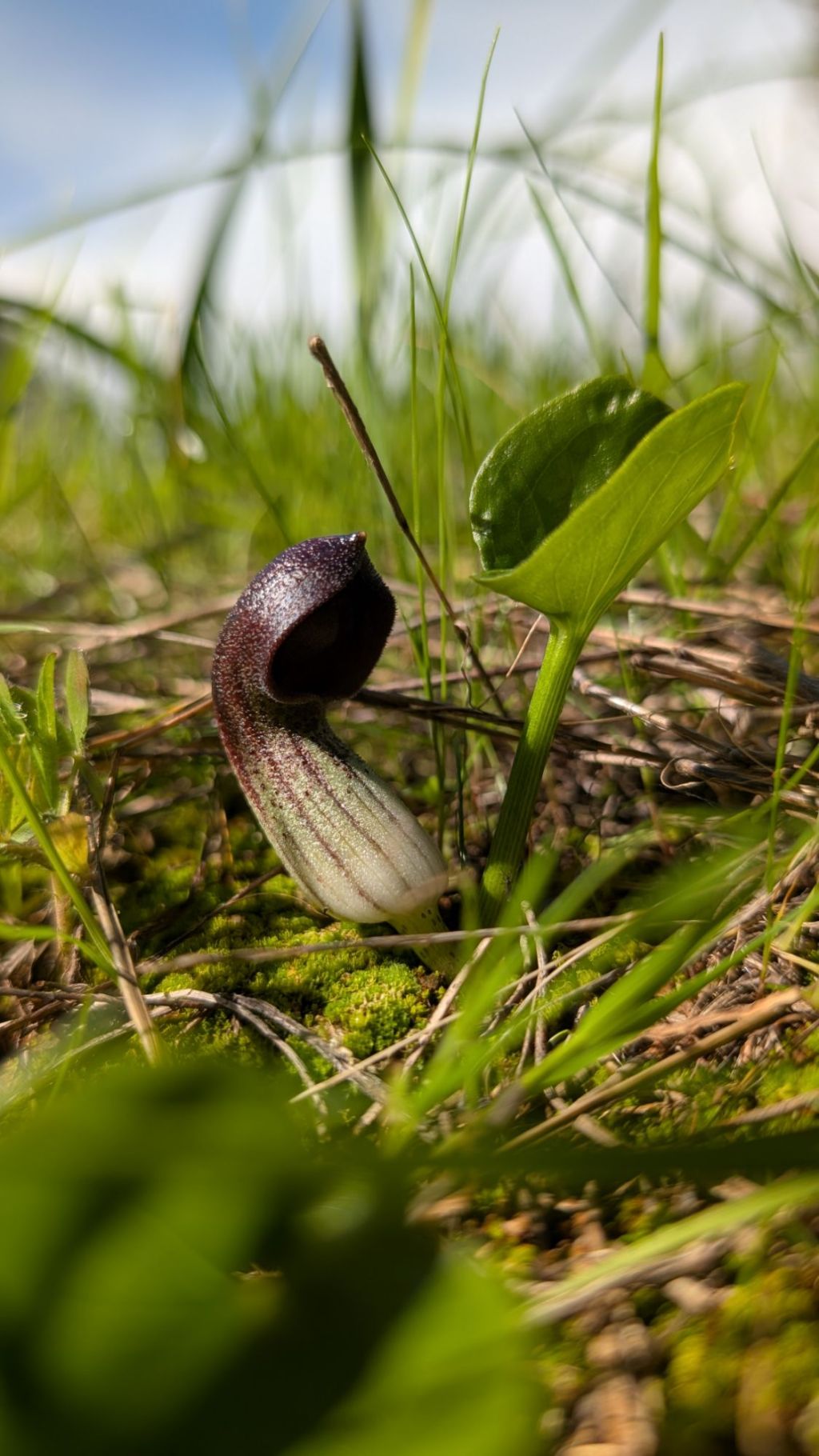 What’s Flowering? 9th – 15th February (7) – Bonus Spanish&nbsp;Edition