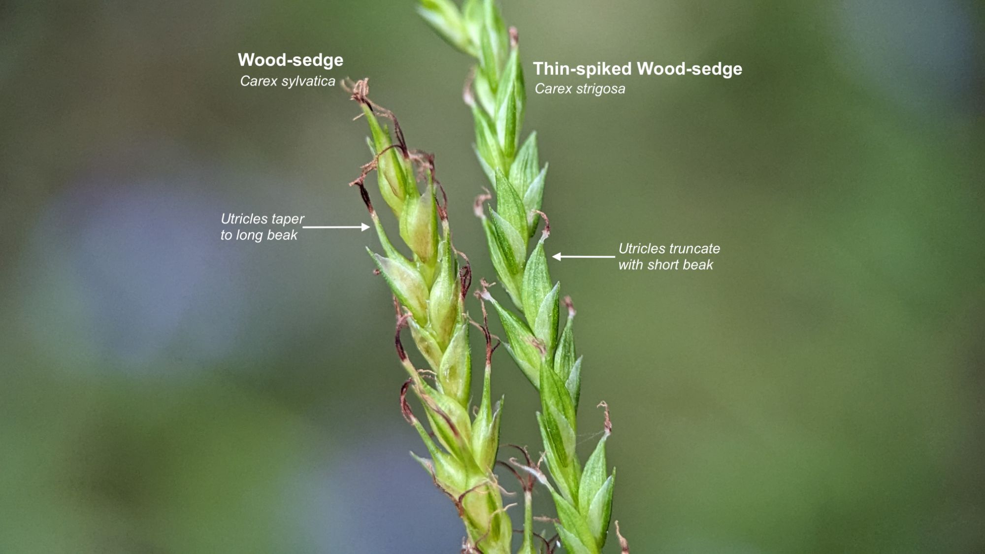 How to tell Wood-sedge (Carex sylvatica) from Thin-spiked Wood-sedge (Carex strigosa)