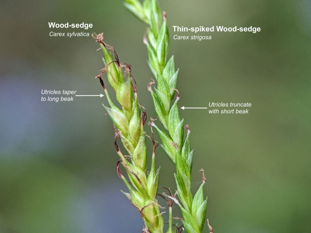 How to tell Wood-sedge (Carex sylvatica) from Thin-spiked Wood-sedge (Carex&nbsp;strigosa)