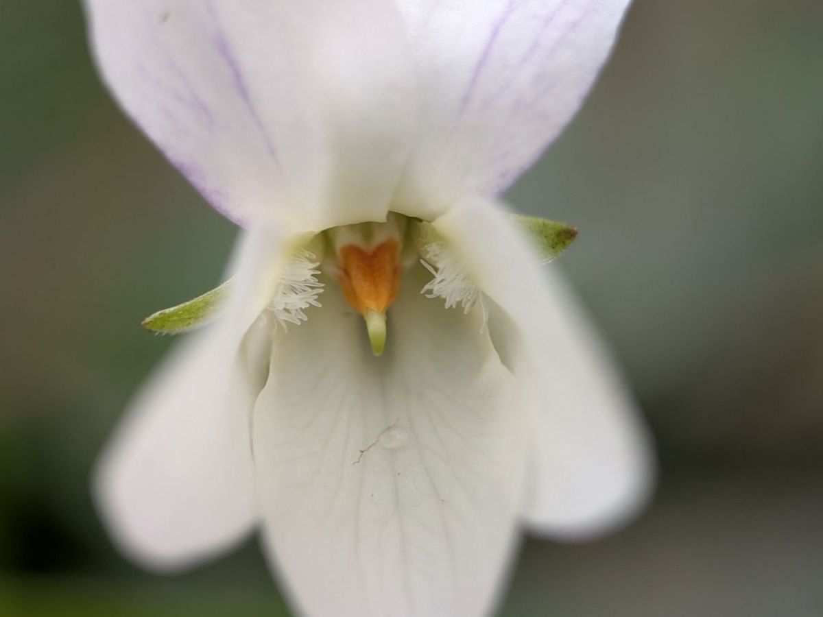Guide: Colour Variations in Sweet Violet (Viola&nbsp;odorata)