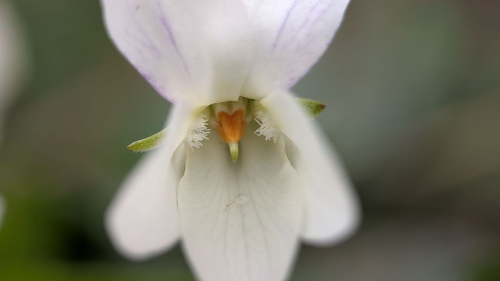 Guide: Colour Variations in Sweet Violet (Viola&nbsp;odorata)