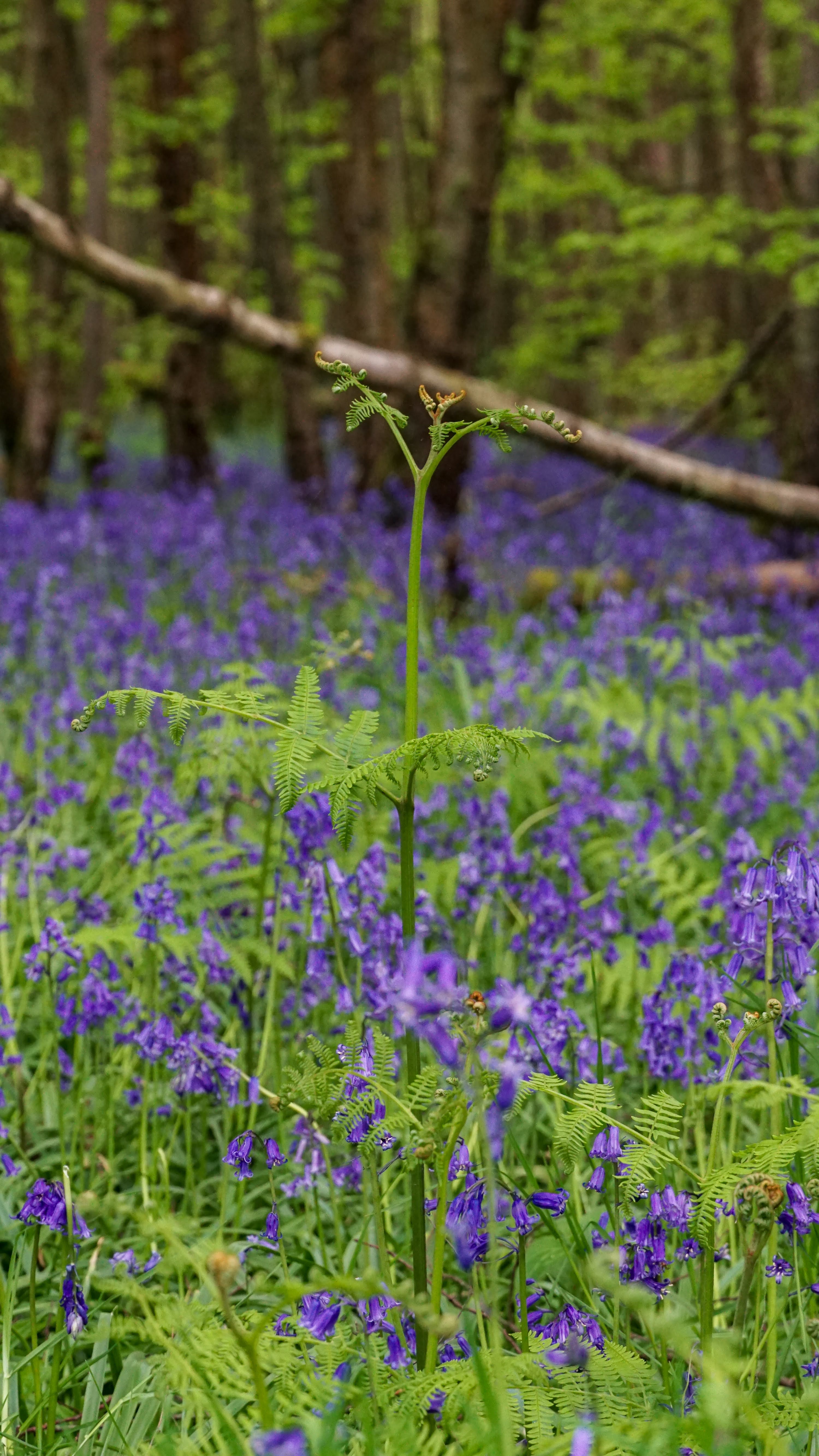 10 Places to see Bluebells in Worcestershire – Draft List