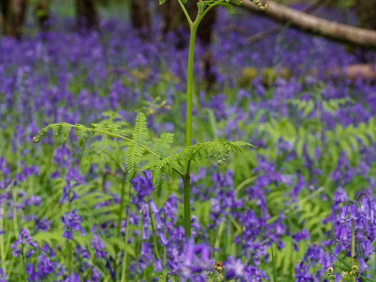 10 Places to see Bluebells in Worcestershire – Draft&nbsp;List