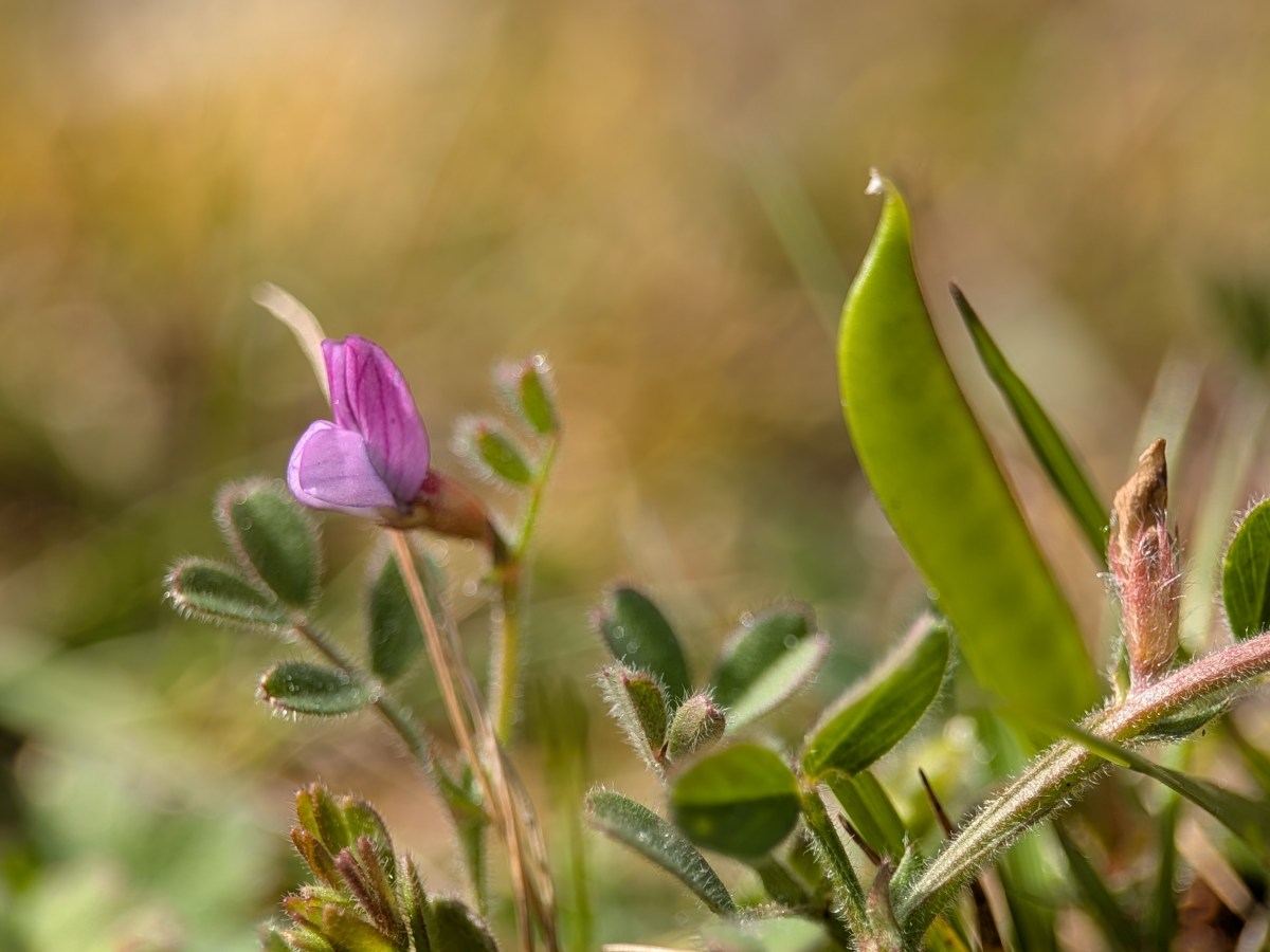 What’s Flowering? Hartlebury Common – Acid Grassland Flowers – Week&nbsp;16