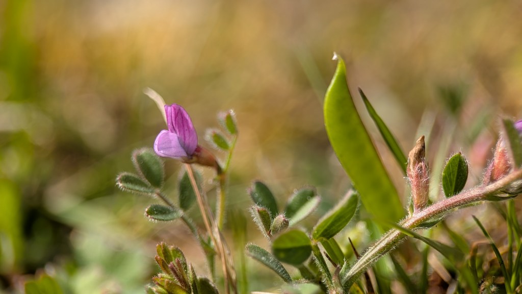 What’s Flowering? Hartlebury Common – Acid Grassland Flowers – Week&nbsp;16