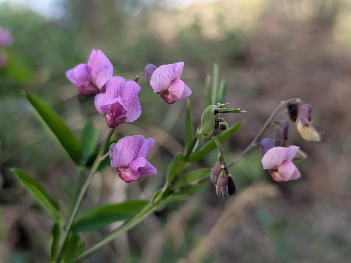 This Week in Photos & Flowers : April 20th – 26th&nbsp;(17)