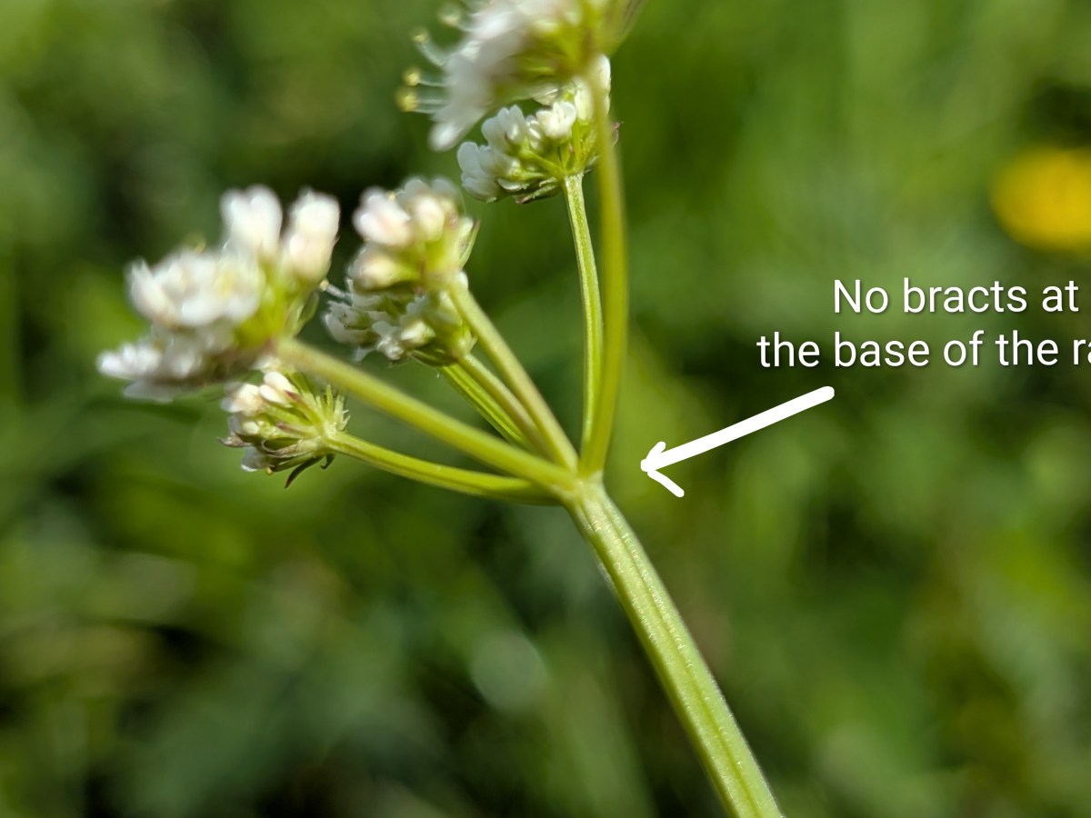 How to Identify Narrow-leaved Water-dropwort (Oenanthe&nbsp;silaifolia)