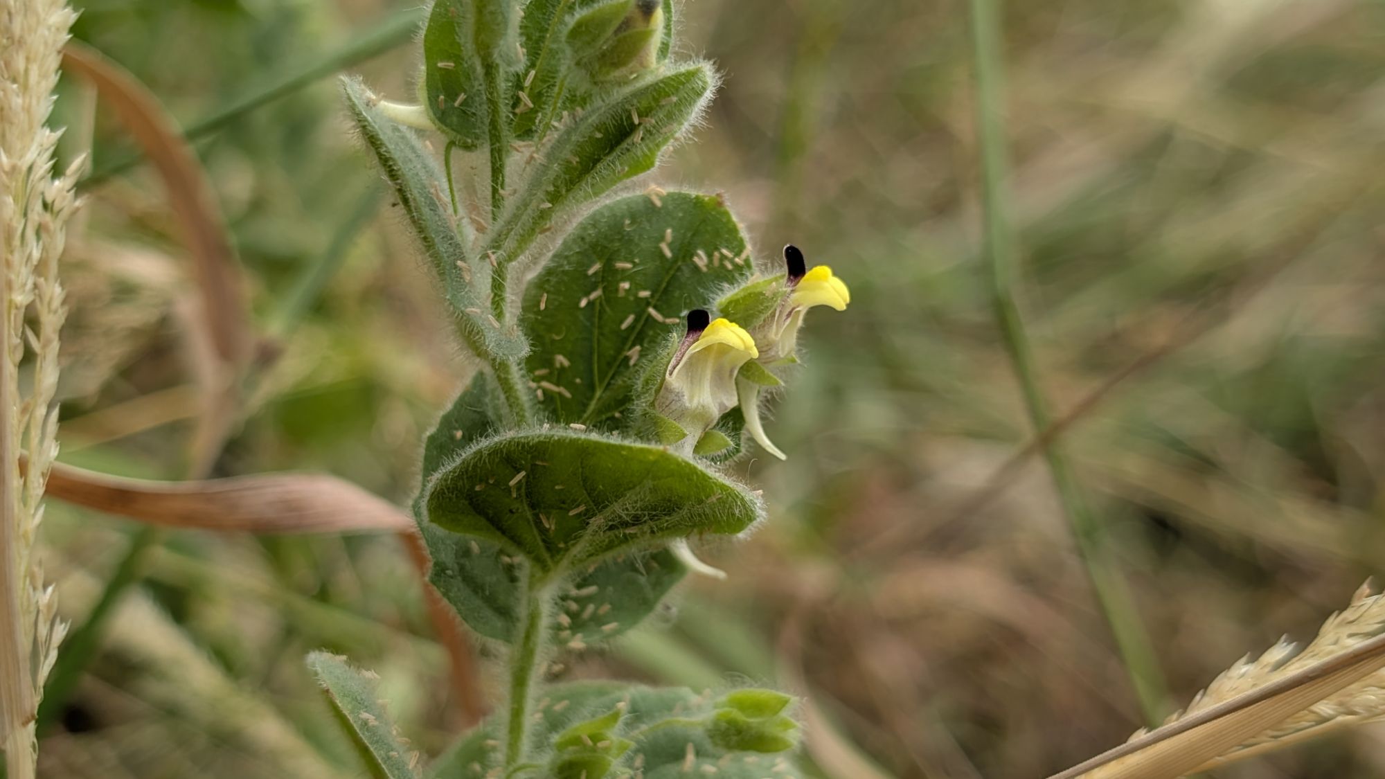 What’s Flowering? July 6th – July 19th (Weeks 28, 29) – Heatwave / Drought