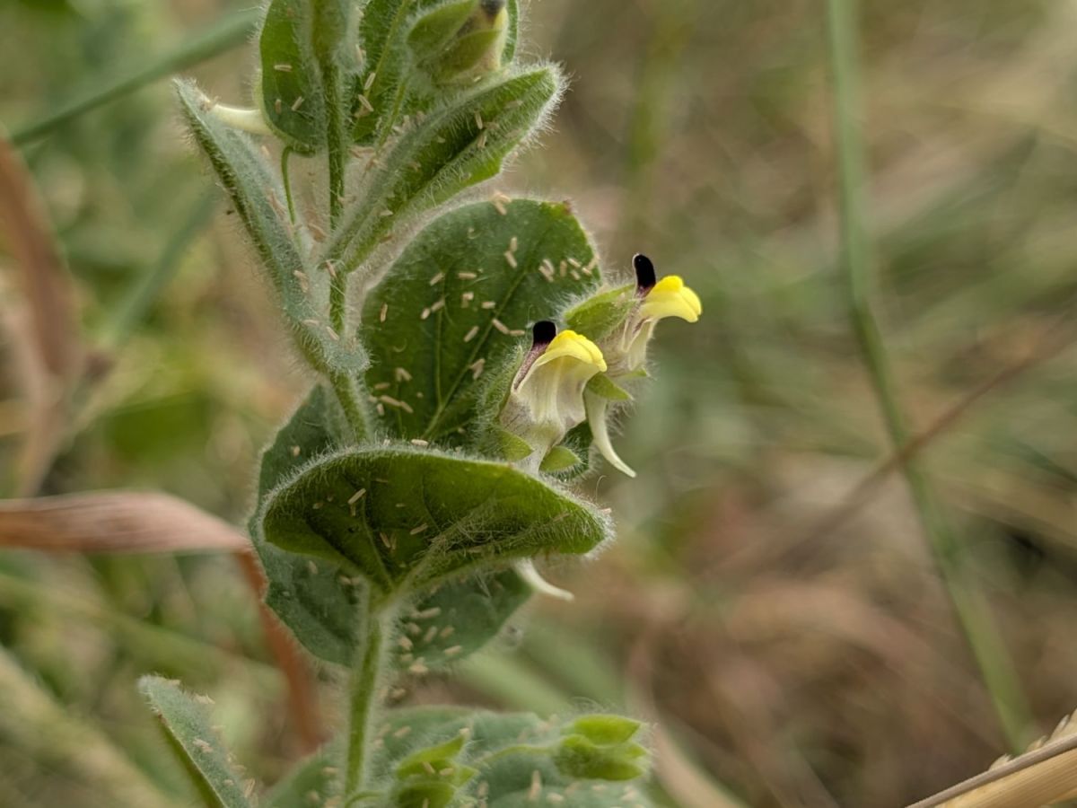 What’s Flowering? July 6th – July 19th (Weeks 28, 29) – Heatwave /&nbsp;Drought