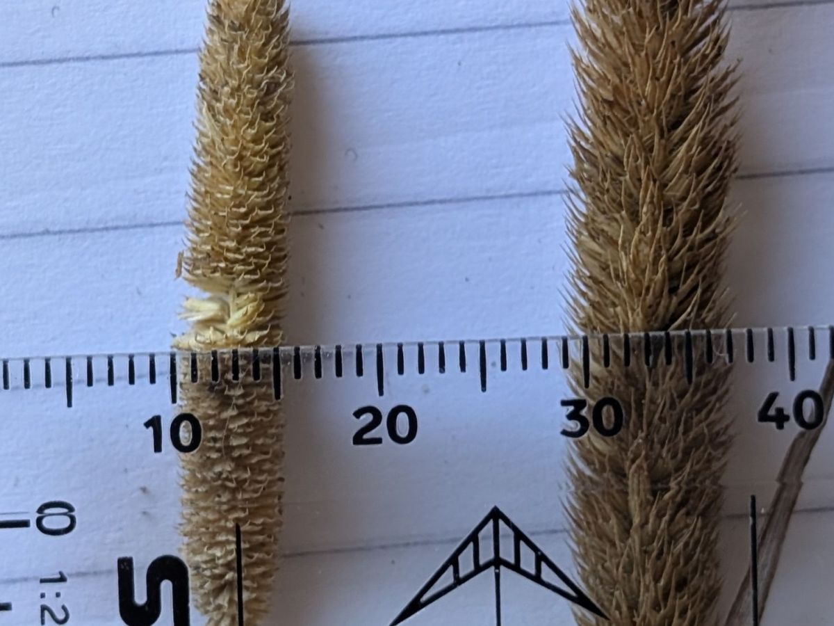 How to tell Smaller Cat’s-tail (Phleum bertolonii) from Timothy (Phleum&nbsp;pratense)