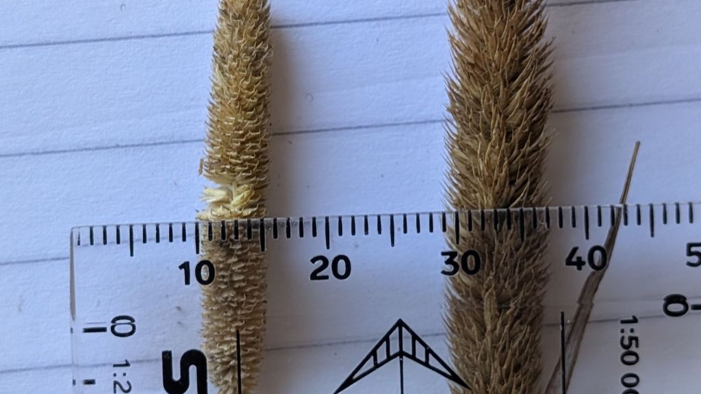 How to tell Smaller Cat’s-tail (Phleum bertolonii) from Timothy (Phleum&nbsp;pratense)
